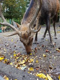 Deer in a field