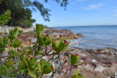 Close-up of plant growing on beach