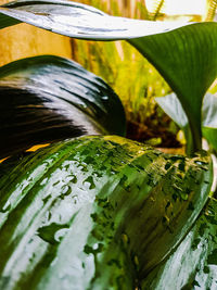 Close-up of lotus water lily