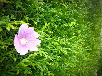 Close-up of pink flower