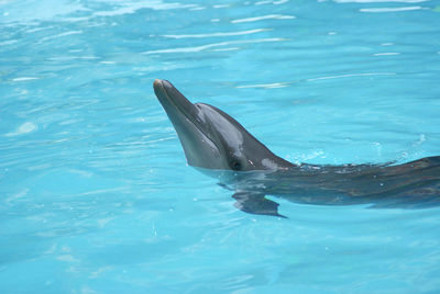 View of a turtle in swimming pool