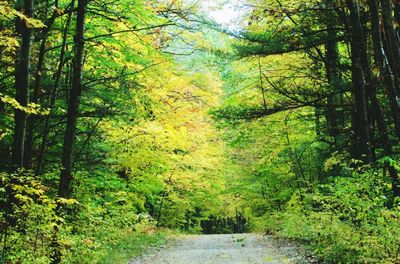 Trees in forest