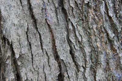 Full frame shot of tree trunk
