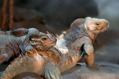 Close-up of lizard