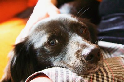 Close-up portrait of dog at home