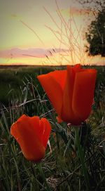 Close-up of orange flower on field against sky during sunset