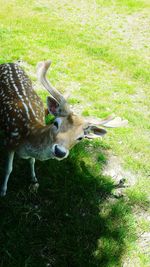 Animal grazing on grassy field