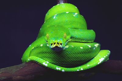 Close-up of green snake against black background