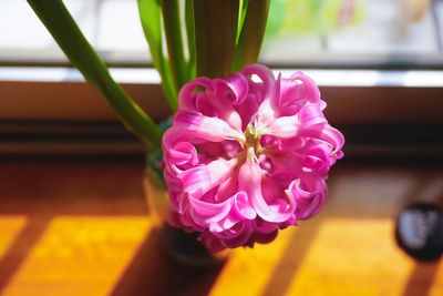 Close-up of pink flower