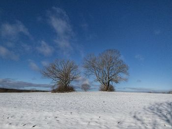 Bare tree on snow covered field against sky