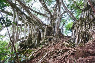 Low angle view of trees in forest