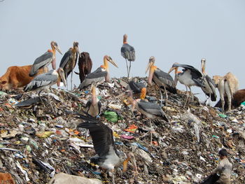 Adjuntant storks feed on the garbage of 15,000,000 inhabitants of guwahati in india.