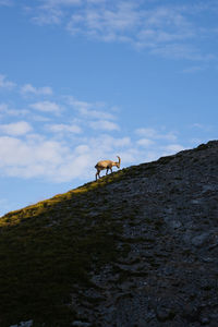 Side view of a horse on a field