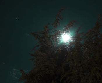 Low angle view of trees against sky at night