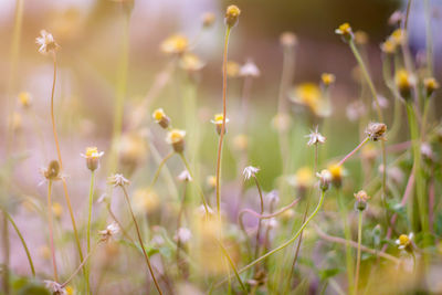 Close-up of yellow flowering plants on field