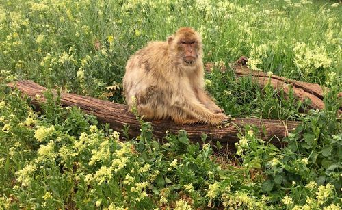 Monkey on tree