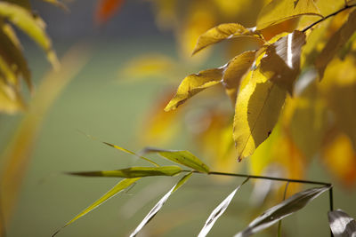 Close-up of yellow plant