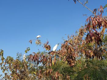 Low angle view of trees against clear blue sky