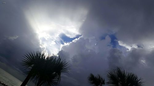 Low angle view of palm trees against sky