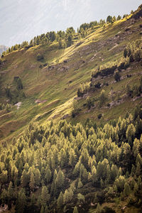 High angle view of trees on field against sky