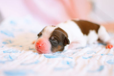 Close-up of puppy on bed