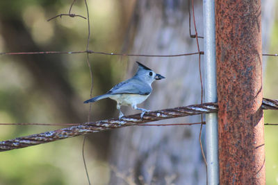 Close-up of bird perching on feeder