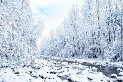 Snow covered land and trees in forest