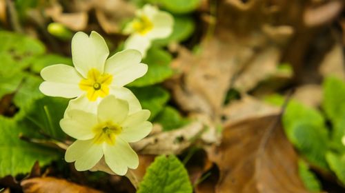 Close-up of white flowers blooming outdoors