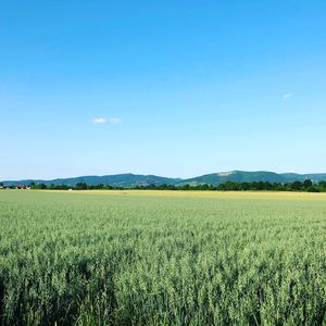 Scenic view of agricultural field against clear blue sky