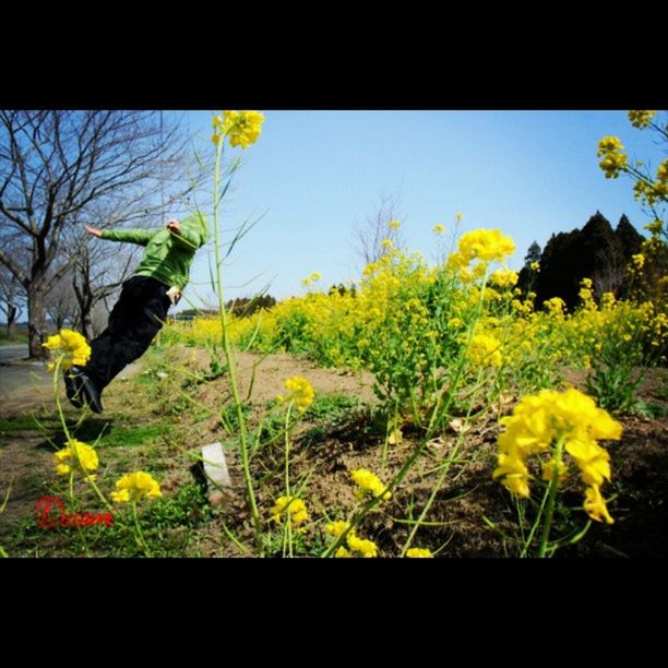 transfer print, flower, yellow, growth, tree, plant, clear sky, auto post production filter, nature, field, sky, beauty in nature, tranquility, sunlight, landscape, leaf, day, no people, tranquil scene, freshness