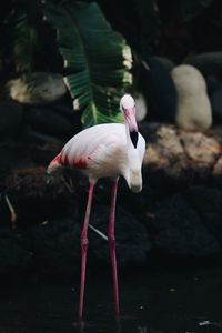 Flamingo in fuerteventura