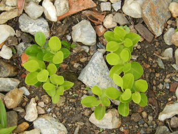 High angle view of plant growing on pebbles