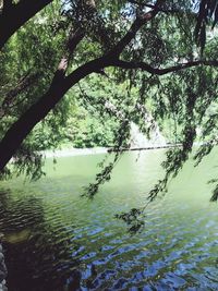 Scenic view of lake in forest