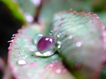 Close-up of water drops on plant