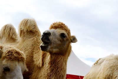 Close-up of sheep against the sky