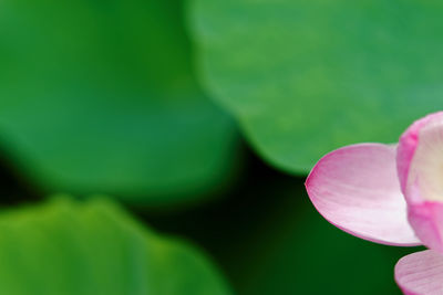 Close-up of pink flowers