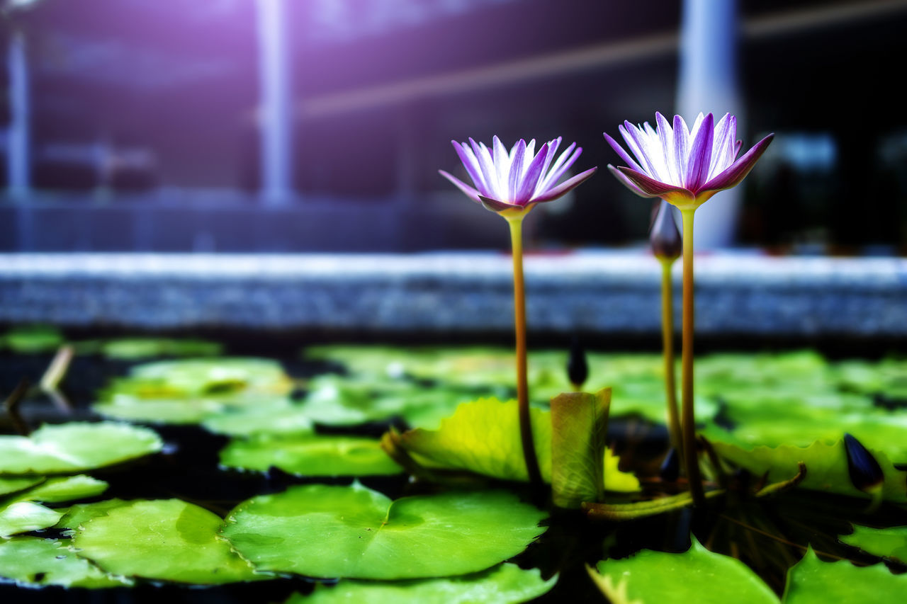 CLOSE-UP OF WATER LILY