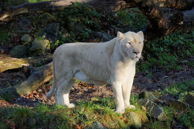 Lioness standing on field