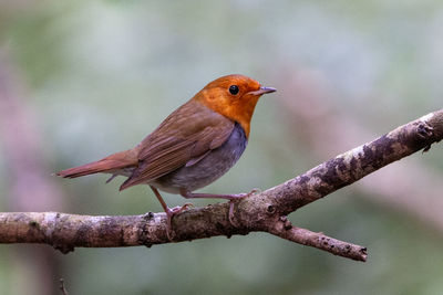 Close-up of bird perching on branch