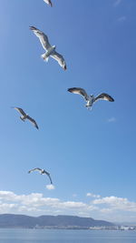 Flock of seagulls flying over sea