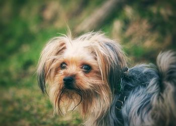 Close-up portrait of dog on field