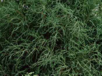 Full frame shot of fresh green grass