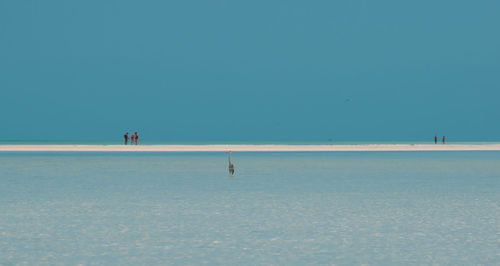 People and bird at beach