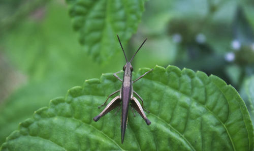 Close-up of insect on leaf