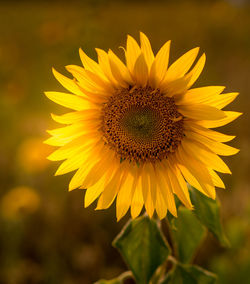 Close-up of sunflower