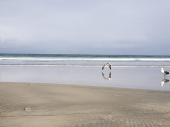 Scenic view of sea against sky with seagull