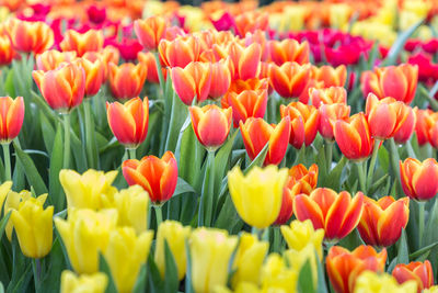 Close-up of multi colored tulips farm