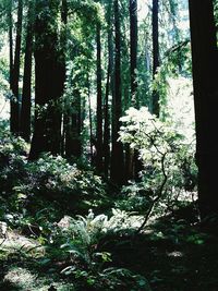 Trees in forest