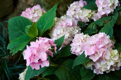 Close-up of pink rose flowers