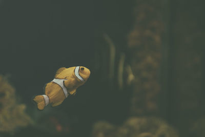 Close-up of fish swimming in sea